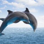 Dolphin House Snorkeling,Water Sports, Lunch & Transfer- Hurghada - The Bottom Line: Who Should Book This?