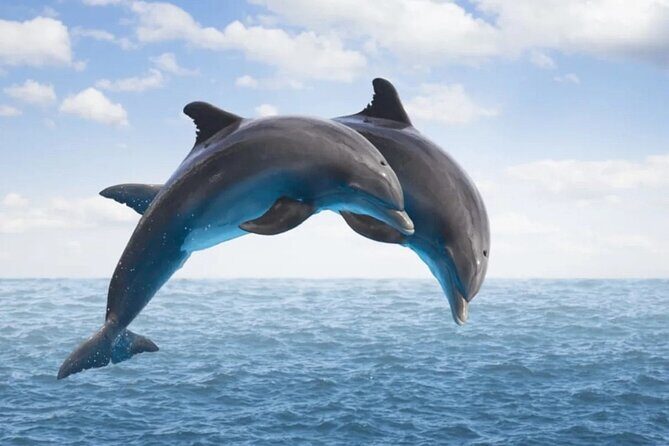Dolphin House Snorkeling,Water Sports, Lunch & Transfer- Hurghada - The Bottom Line: Who Should Book This?