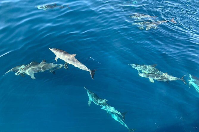 Dolphin Searching Tour in Puerto de Mogán ("KEEPER UNO" Boat) - Practical Details and What You Need to Know