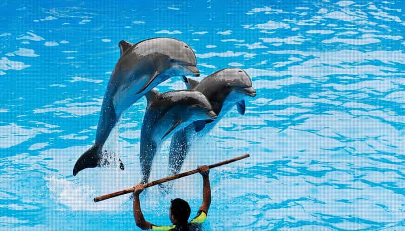 Dolphin Show Free Transfer From Alanya, Side, Kemer,Antalya - Who Should Consider This Tour?