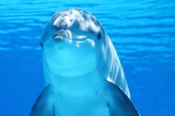 Dolphin Show & Photoshoot Package with Transfer from Hurghada - Who Is This Tour Best For?