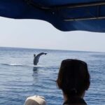 Dolphin tour 2 hours - The Reality of Dolphin Sightings