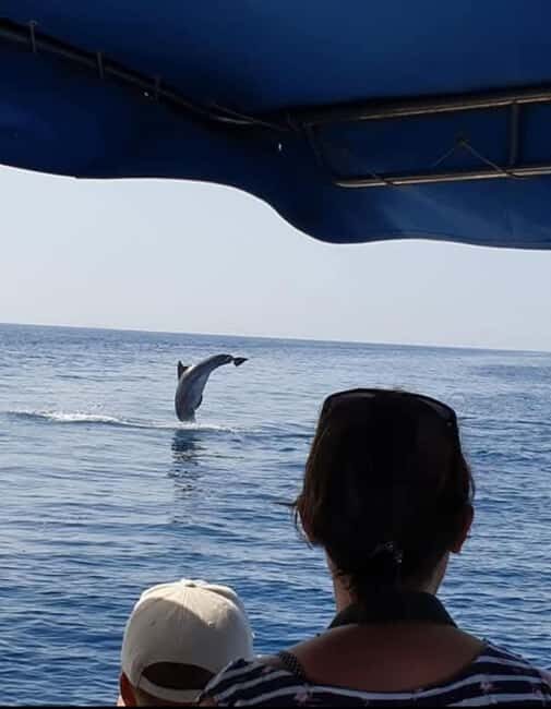 Dolphin tour 2 hours - The Reality of Dolphin Sightings