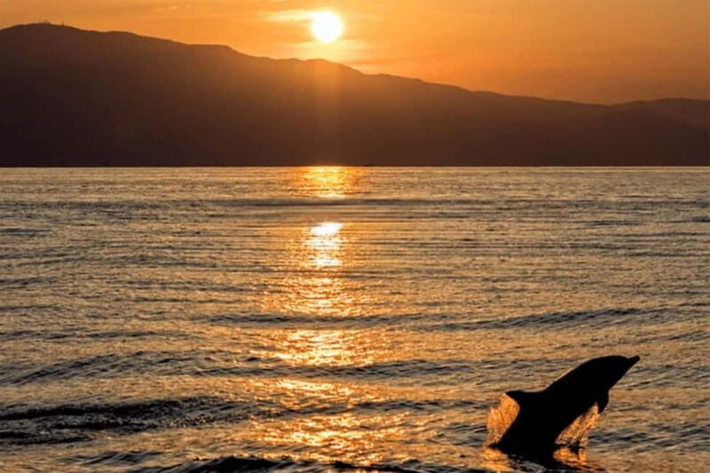 Dolphin Tour  85% chance - All inclusive Drinks + Dinner - The Overall Value
