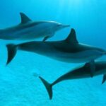 Dolphin tour & banana boat fun with snorkeling from Hurghada - The Crew and Service