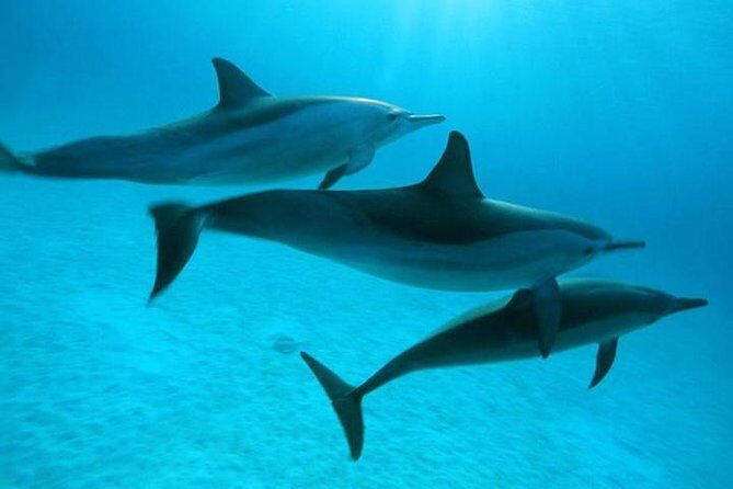Dolphin tour & banana boat fun with snorkeling from Hurghada - The Crew and Service