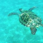 Dolphin tour from El Gouna - The Snorkeling and Dolphin Spotting Experience