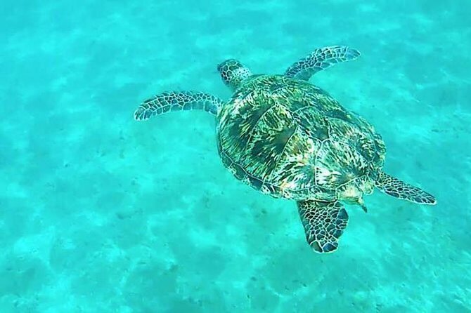 Dolphin tour from El Gouna - The Snorkeling and Dolphin Spotting Experience