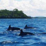 Dolphin tour, Jozani Forest, Jambiani Kuza Cave, Paje Beach &The Rock restaurent - Authentic Experiences from Reviewers