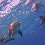 Dolphin trip with private speedboat and snorkeling - Detailed Breakdown of the Itinerary