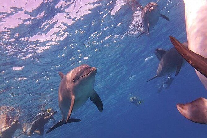 Dolphin trip with private speedboat and snorkeling - Detailed Breakdown of the Itinerary