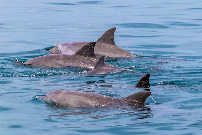 Dolphin Watch & Snorkeling at Kisite Marine Park & Wasini Island - Transport, Duration, and Group Size