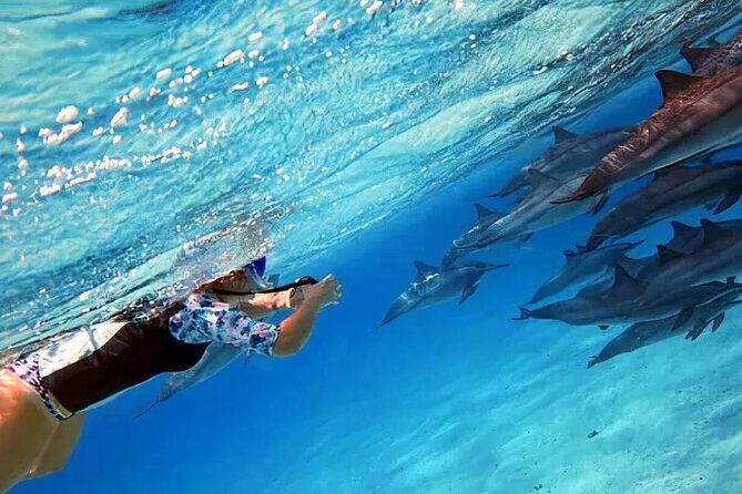 Dolphin watching 7 hours Boat Trip & Snorkelling from Hurghada - How the Day Unfolds