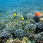 Dolphin Watching and Snorkeling Activity in Muscat - Authentic Reviewer Insights