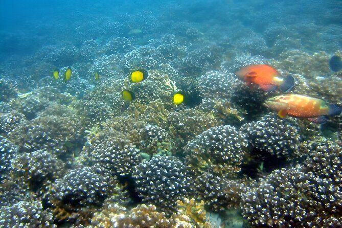 Dolphin Watching and Snorkeling Activity in Muscat - Authentic Reviewer Insights