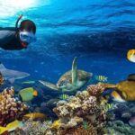 Dolphin watching and Snorkeling at Mnemba Atoll - Private Tour - Who Is This Tour Best For?