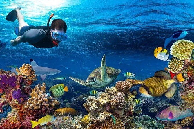 Dolphin watching and Snorkeling at Mnemba Atoll - Private Tour - Who Is This Tour Best For?