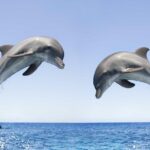 Dolphin Watching and Snorkeling Tour from Muscat - Who Is This Tour Best For?