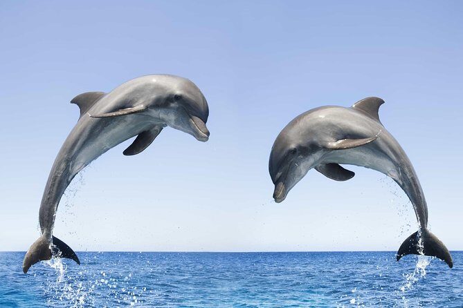 Dolphin Watching and Snorkeling Tour from Muscat - Who Is This Tour Best For?