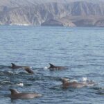 Dolphin Watching Cruise from Muscat - Practical Tips for Your Dolphin Cruise