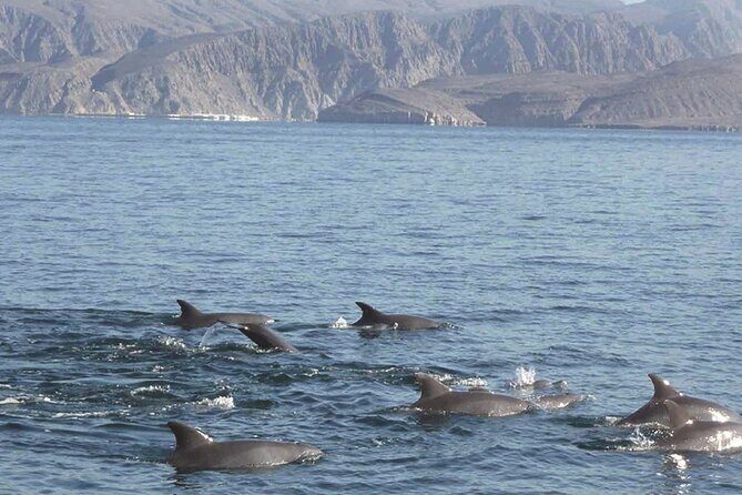 Dolphin Watching Cruise from Muscat - Practical Tips for Your Dolphin Cruise
