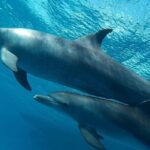Dolphin Watching & Snorkeling Adventure with Lunch - Who Would Love This Tour?