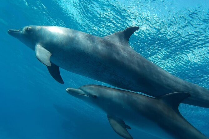 Dolphin Watching & Snorkeling Adventure with Lunch - Who Would Love This Tour?