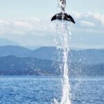 Dolphins: Dolphin Watching Tour and Capo Figari by Raft - Starting Point and Meeting Details