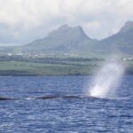 Dolphins Encounter and Whale Watching - The Marine Wildlife: Genuine Encounters and Ethical Practices