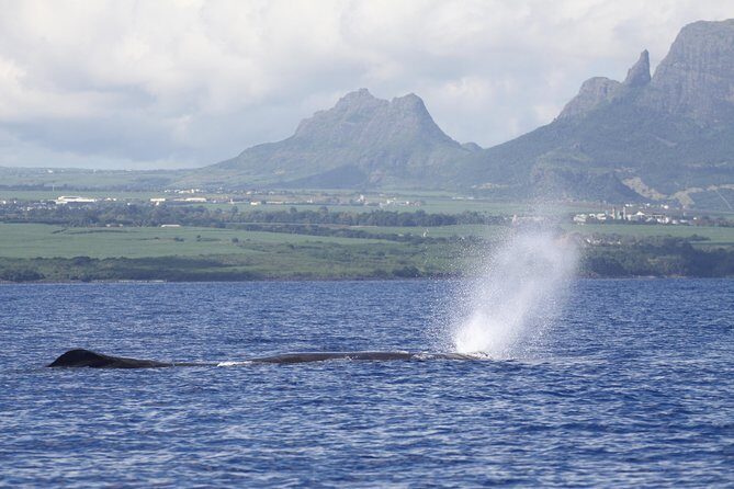 Dolphins Encounter and Whale Watching - The Marine Wildlife: Genuine Encounters and Ethical Practices