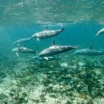 Dolphins Tour - Authentic Perspectives from Reviewers