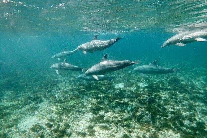 Dolphins Tour - Authentic Perspectives from Reviewers