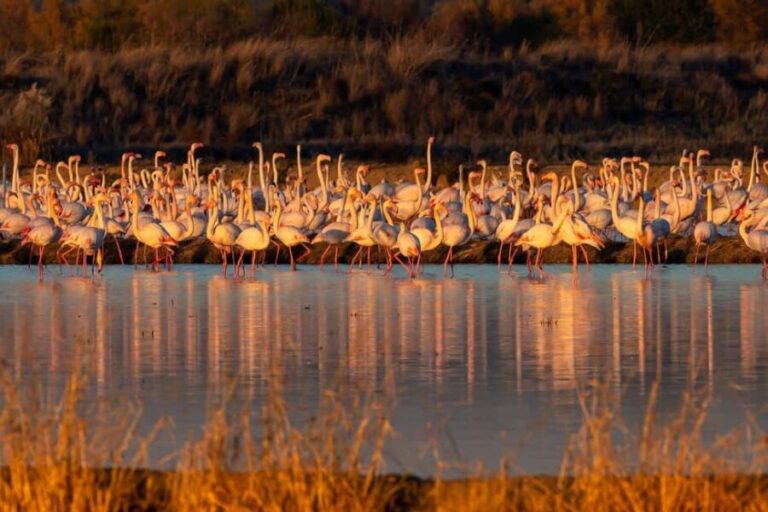 Doñana: 4x4 tour of the national park and beaches - The Practical Side: Logistics and Value