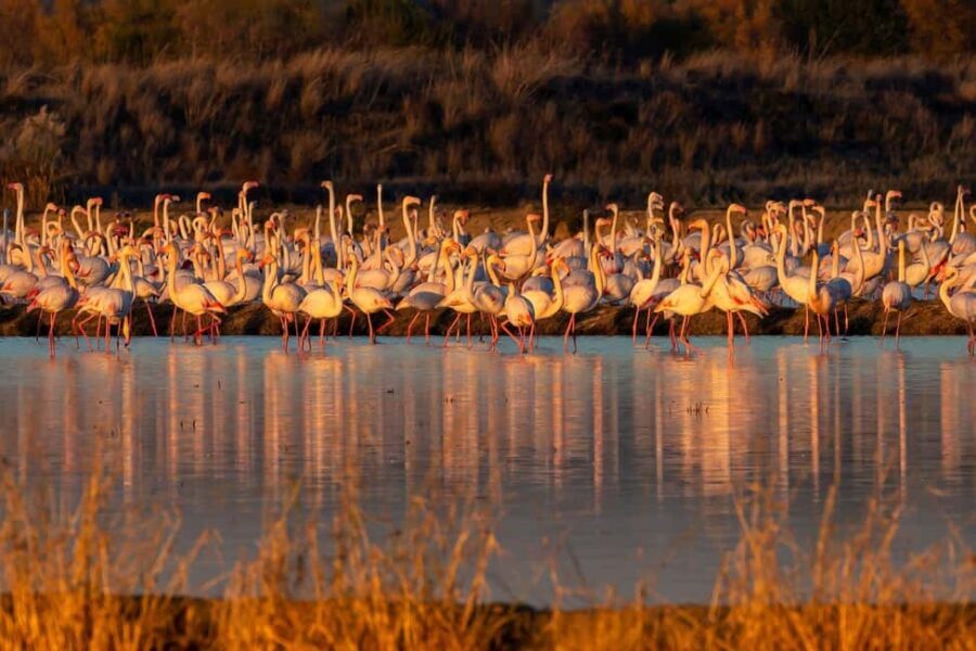 Doñana: 4x4 tour of the national park and beaches - The Practical Side: Logistics and Value
