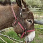 Donkey Ride - Cretan Country - Authenticity and Cultural Value