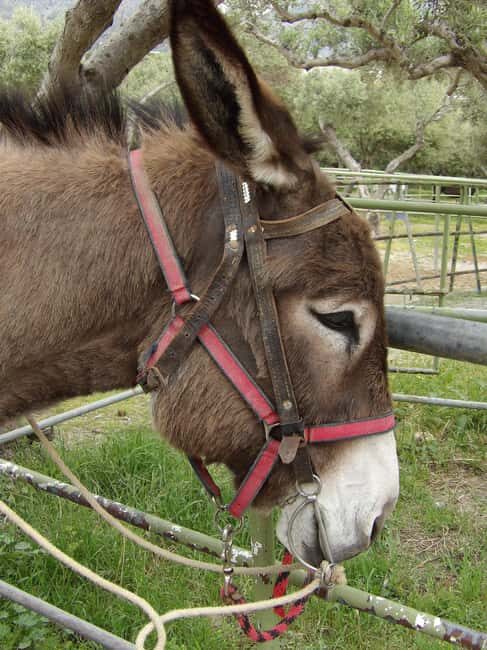 Donkey Ride - Cretan Country - Authenticity and Cultural Value