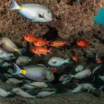 Double Diving in Sal Island - Half Day - Value and Practical Considerations