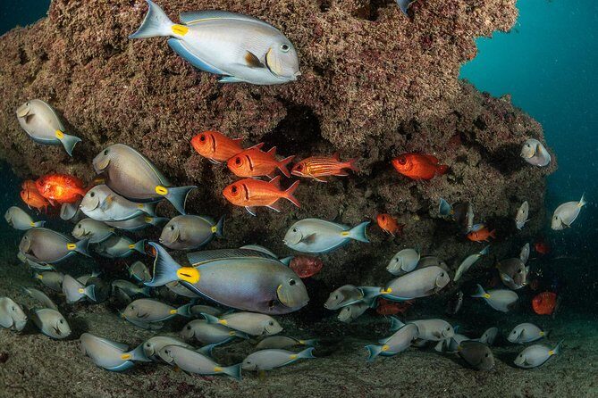 Double Diving in Sal Island - Half Day - Value and Practical Considerations