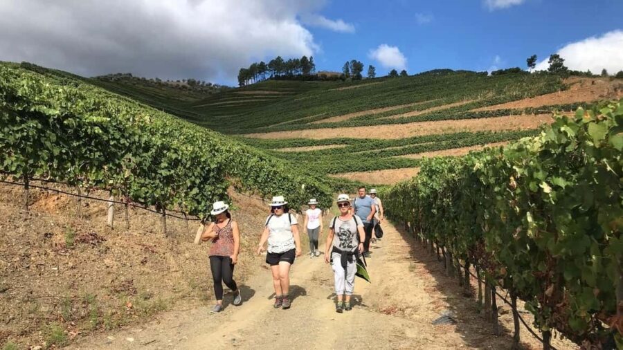 Douro from Porto: adventure ride with walk and local lunch - The Value of This Tour