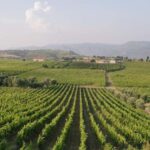 Douro Valley: Port & Cheese Tasting with a Local Wine Guide - What to Expect: The Experience in Detail