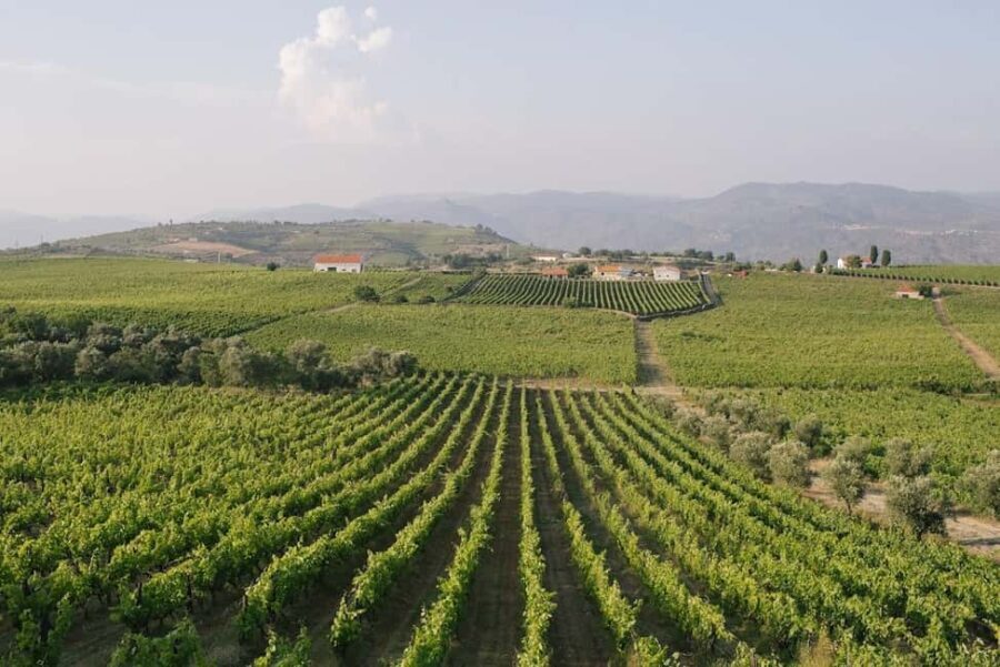 Douro Valley: Port & Cheese Tasting with a Local Wine Guide - What to Expect: The Experience in Detail