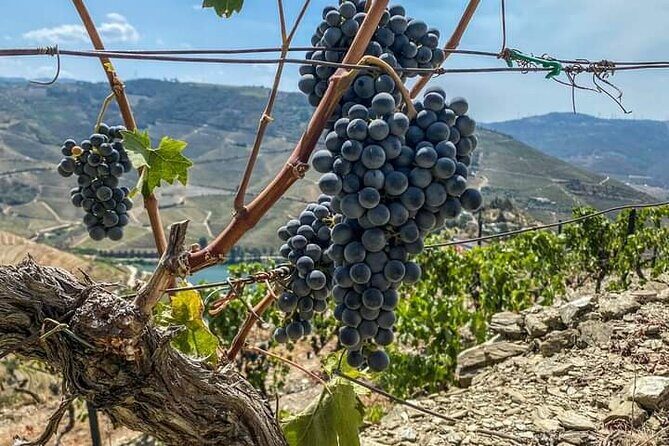 Douro Valley Small-Group Tour: 2 Wineries, Lunch, Optional Cruise - The Itinerary Breakdown