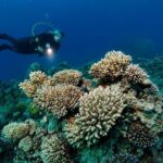 DSD "Discover Scuba Diving" (Min Age 10 Years) - Practical Details and Logistics