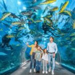 Dubai Aquarium and Underwater Zoo - The Sum Up: Is It Worth It?
