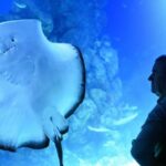 Dubai Aquarium And Underwater Zoo Tickets At Dubai Mall - Who Will Love This Tour?