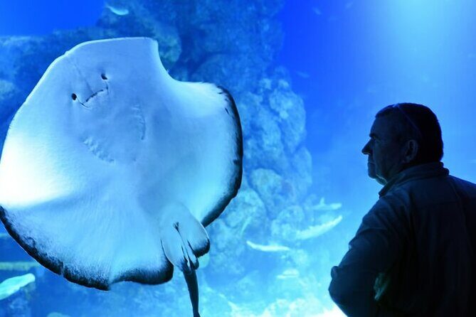 Dubai Aquarium And Underwater Zoo Tickets At Dubai Mall - Who Will Love This Tour?