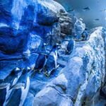 Dubai Aquarium and Underwater Zoo with Penguin Cove Tickets. - The Experience: What Sets It Apart?