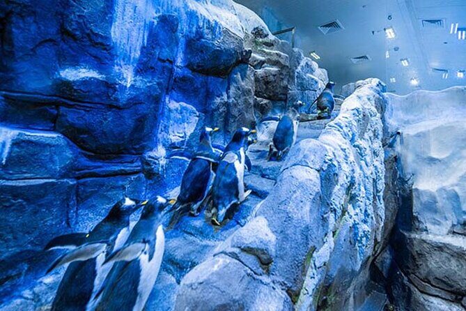 Dubai Aquarium and Underwater Zoo with Penguin Cove Tickets. - The Experience: What Sets It Apart?
