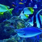 Dubai Aquarium underater zoo penguin cove with optional transport - Practicalities and Logistics