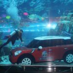 Dubai Aquarium & Underwater Zoo - Basic - The Experience in Practice